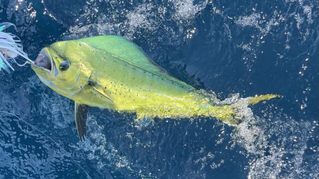 Blue Water Charters