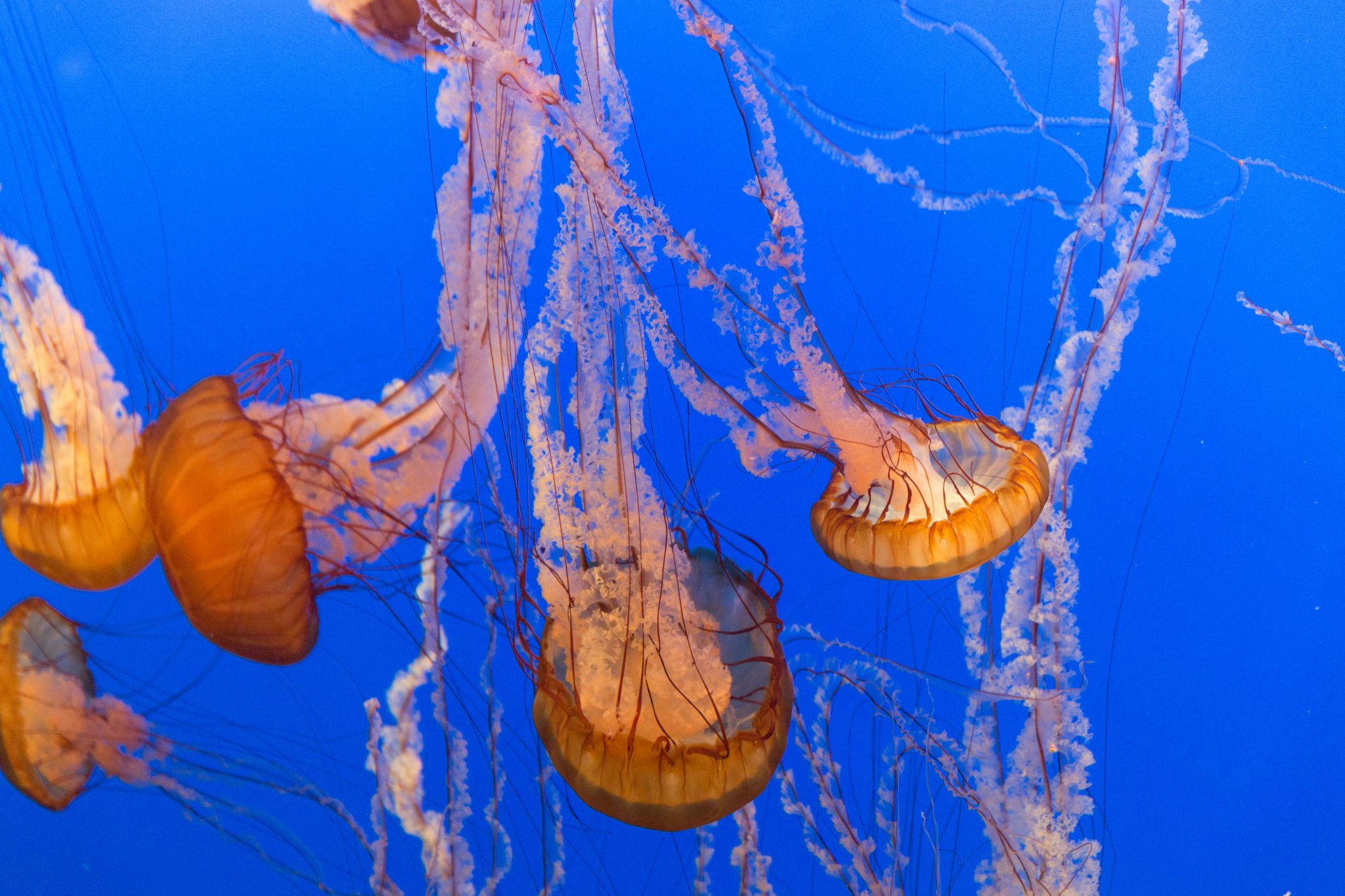 Jellyfish on the Gulf Coast: What You Need to Know - Everything Beach